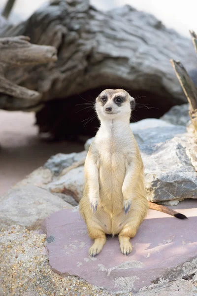 Aminal im Zoo — Stockfoto