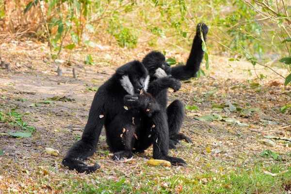 Aminal en el zoológico — Foto de Stock