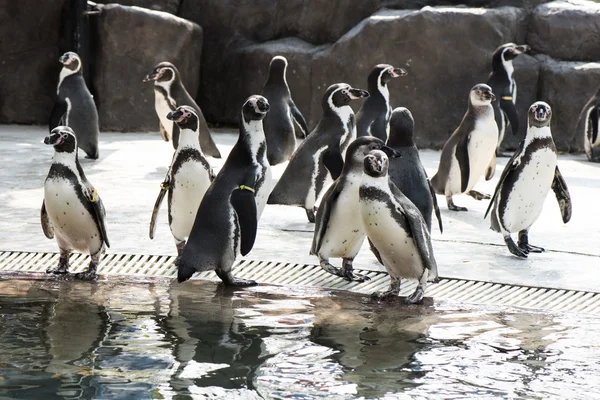 Animal dans le zoo Images De Stock Libres De Droits