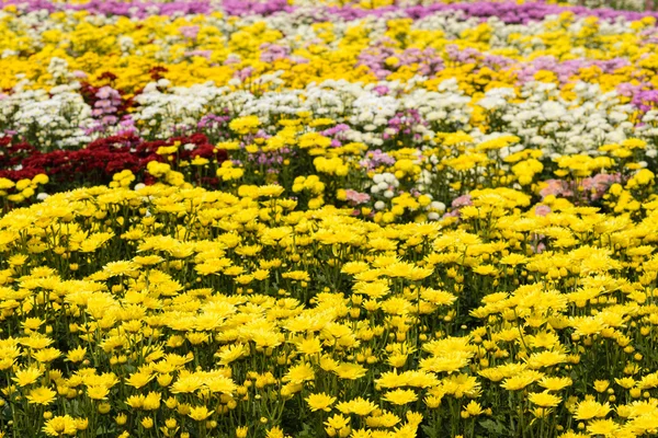 Chrysanthemums in farm — Stock Photo, Image