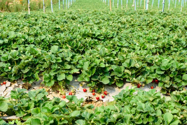 Strawberry in farm — Stock Photo, Image