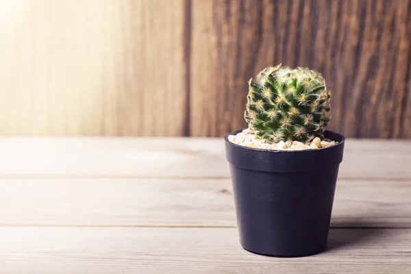 Cactus in vaso da fiori — Foto Stock