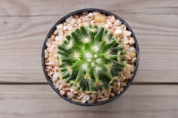 Cactus in vaso da fiori — Foto Stock