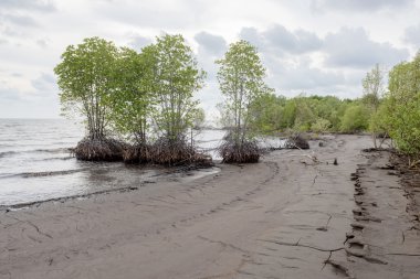 mangrov orman, doğa