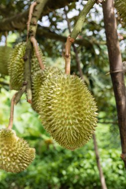 Durian ağaçlarda meyve bahçesi
