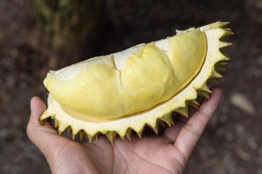 Olgun Durian meyve