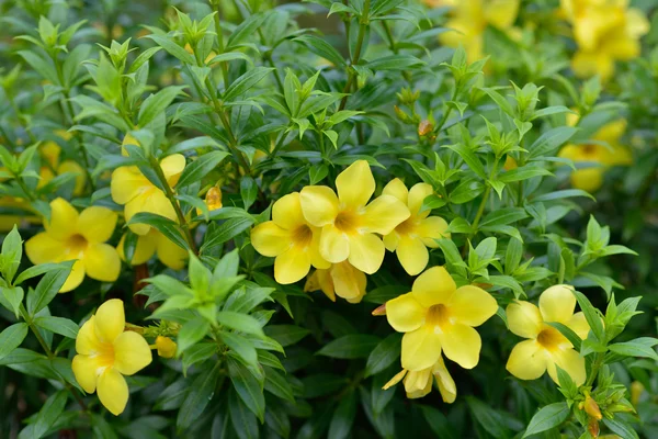 Fiore fiori gialli — Foto Stock