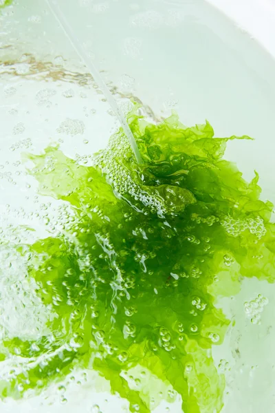 Seaweed in farm — Stock Photo, Image