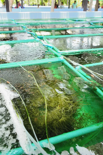 Zeewier in boerderij — Stockfoto