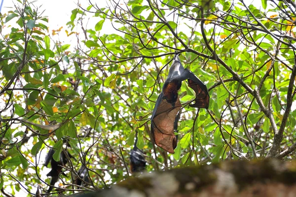 Bat op boom — Stockfoto