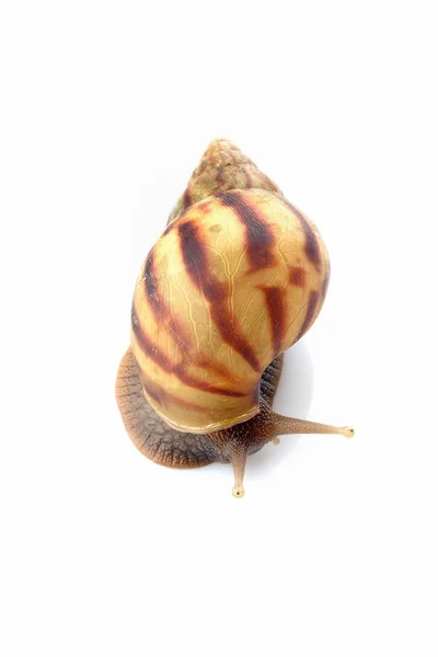 Schnecke auf weißem Grund — Stockfoto