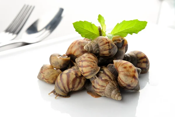 Snails — Stock Photo, Image