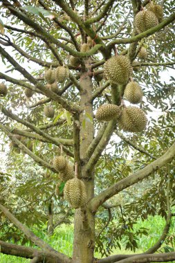 Durian ağaçlar 