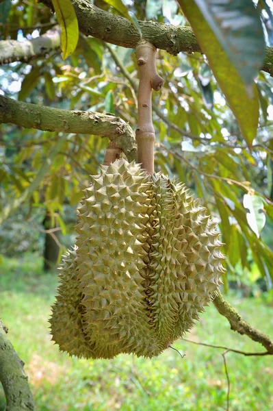 Durian stromy — Stock fotografie