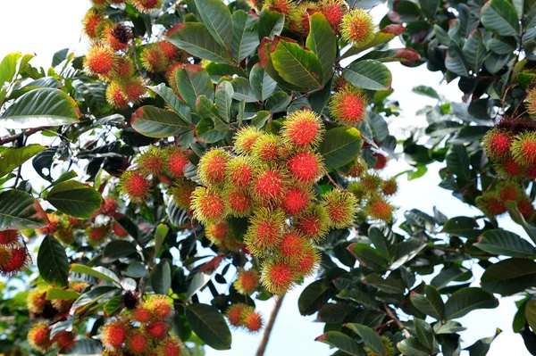 Rambutan na stromě — Stock fotografie