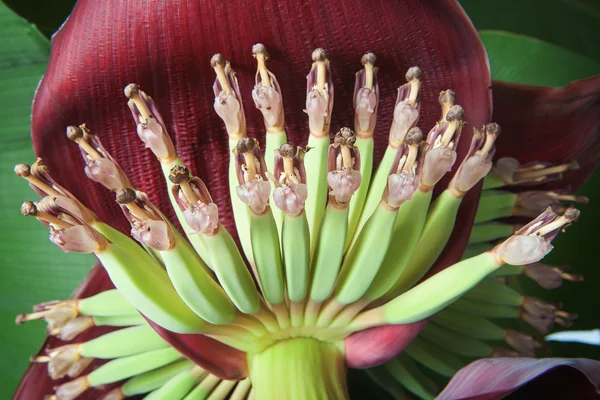 Banana blossom — Stock Photo, Image