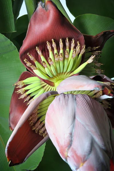 Banana blossom — Stock Photo, Image