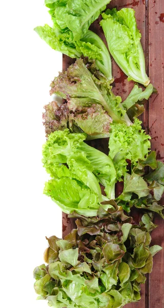 Lettuces — Stock Photo, Image