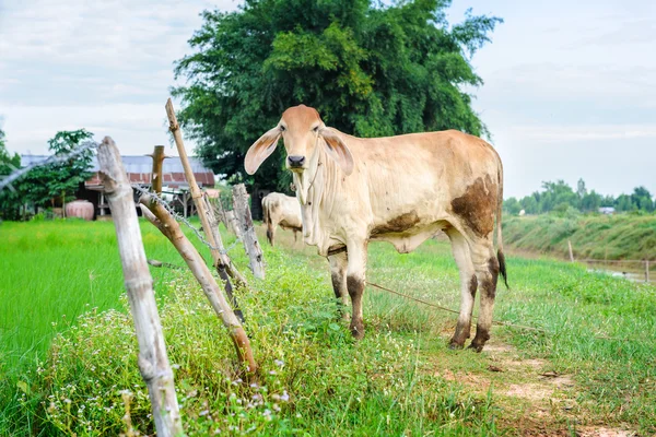 Buey en la granja — Foto de Stock