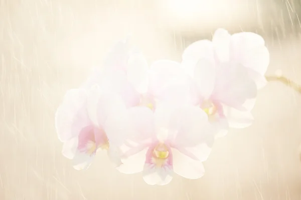 Hintergrund Orchidee — Stockfoto