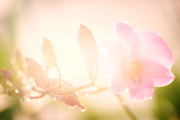 Fondo de orquídea — Foto de Stock