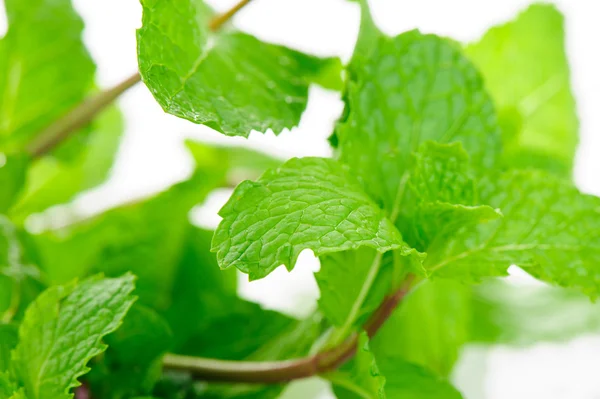 Hojas de menta — Foto de Stock