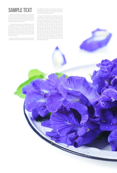 Flowers — Stock Photo, Image