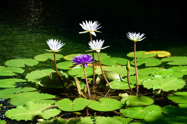 Lotus in the lake — Stock Photo, Image