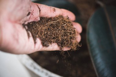 Bahçe işleri için kakao turbası. Hindistan cevizi kabuğundan yapılmış hindistan cevizi turbası..