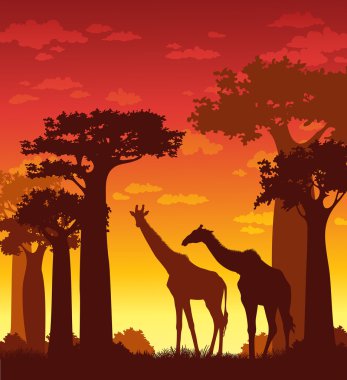 Silhouette zürafalar ve baobabs üzerinde bir gün batımı sky.