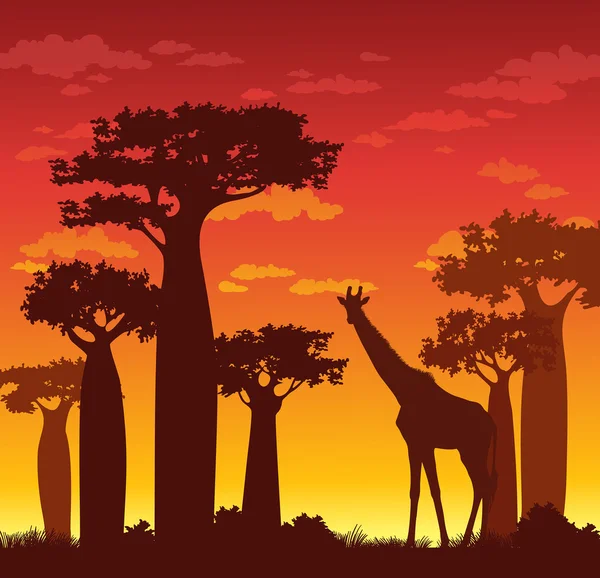 Silhouette of giraffe and baobabs. African landscape. — Stock Vector