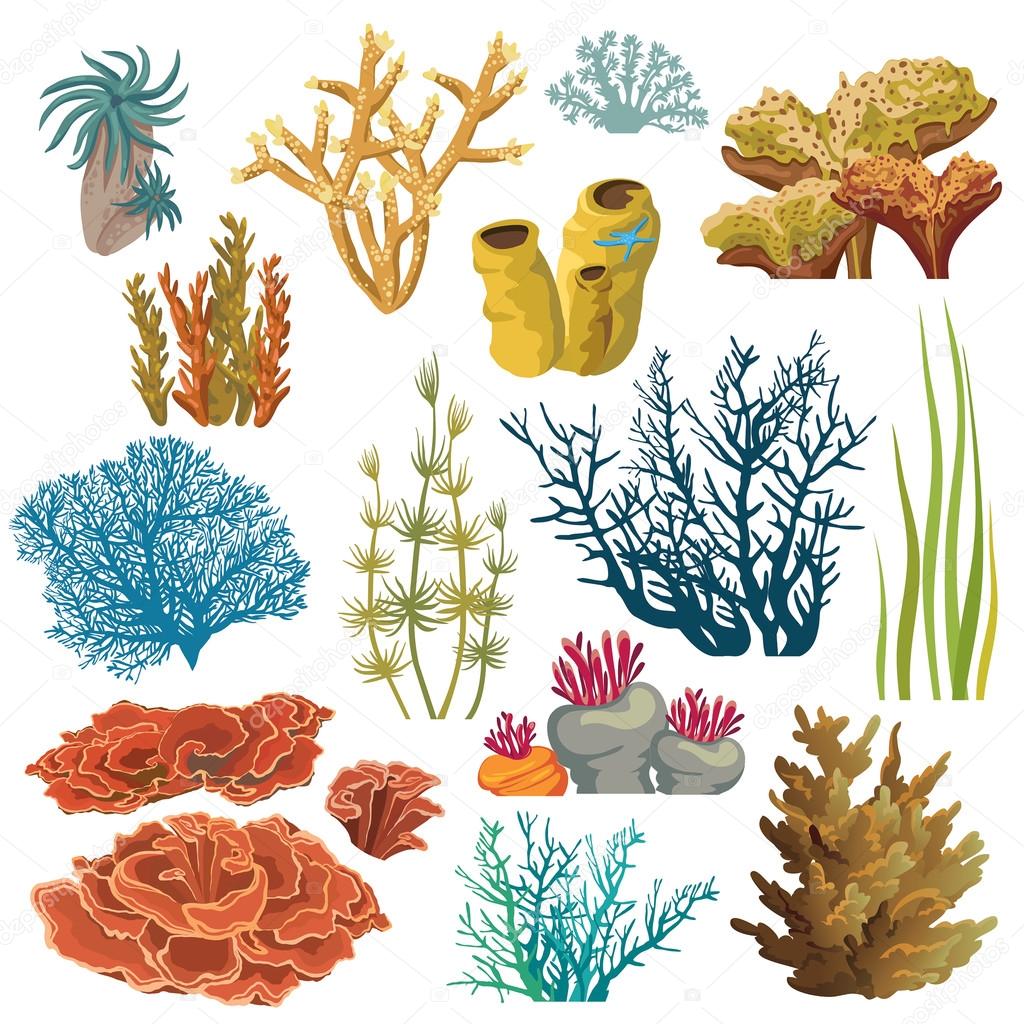 Set of corals and algaes.