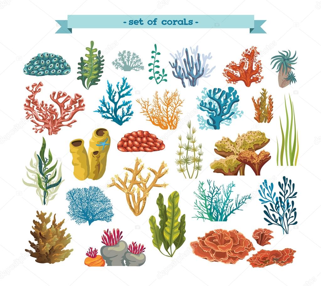 Set of corals and algaes.