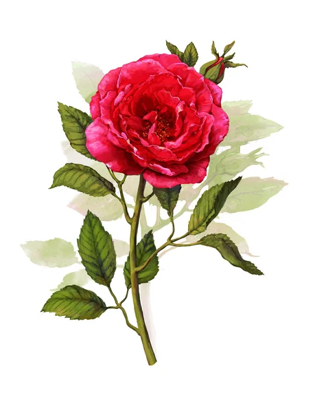 Rose auf weißem Hintergrund — Stockfoto