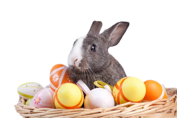复活节兔子在一个装满彩绘的复活节彩蛋的篮子里 用白色隔开 — 图库照片