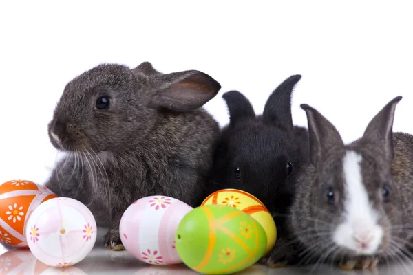 Coniglio Che Gioca Con Uovo Pasqua Isolato Bianco — Foto Stock