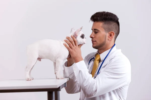 Feliz Joven Veterinario Sosteniendo Perro Boston Terrier — Foto de Stock