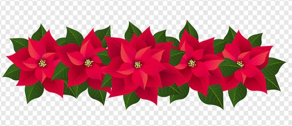 Guirnalda aislada de Poinsettia roja con hojas verdes Fondo transparente — Vector de stock