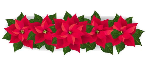 Red Poinsettia izolované girland se zelenými listy bílé pozadí — Stockový vektor