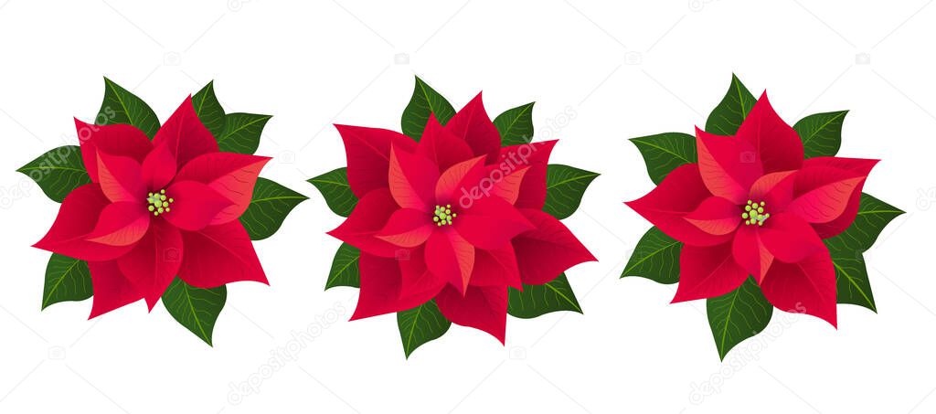 Red Poinsettia Isolated Garland With Green Leaves White Background