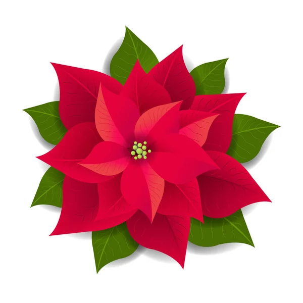 Poinsettia rouge isolé fond blanc — Image vectorielle