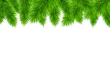 köknar ağacı kenarlık