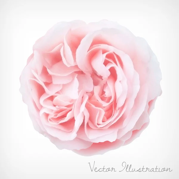 Rose pastel avec maille dégradée — Image vectorielle