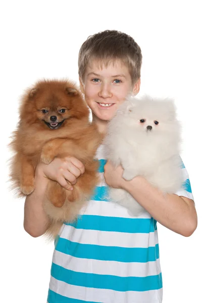 Boy with two pomeranian spitz — Stock Photo, Image