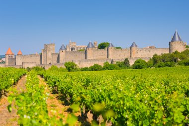 Carcassone Cite yakınındaki üzüm bağları