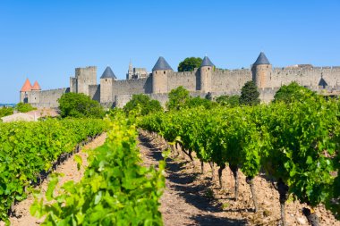Carcassone Cite yakınındaki üzüm bağları