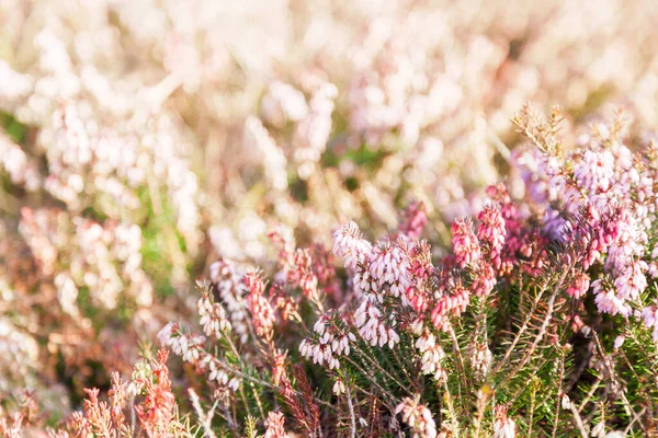 Rosa Floraler Hintergrund Feld Der Schönen Kleinen Blumen Selektiver Fokus — Stockfoto