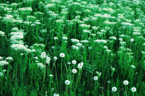 Green Meadow White Wildflowers — Stock Photo, Image