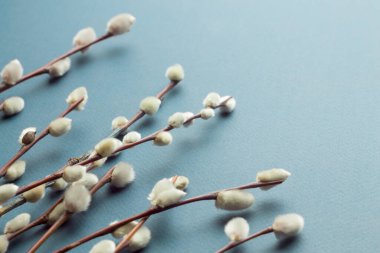 Pussy willow branches on blue background. Concept of springtime