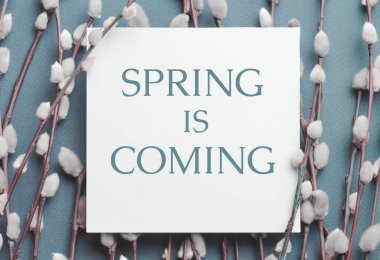 Pussy willow branches and a card with inscription Spring is coming. Concept of Springtime
